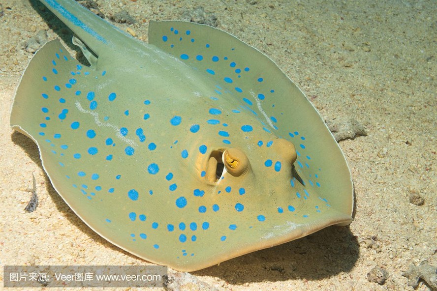 魟魚喂養什么品種好養活一些：魟魚喂養什么品種好養活一些[需手動填充]魚喂養什么品種好養活 魟魚喂養什么品種好養活一些：魟魚喂養什么品種好養活一些[需手動填充]魚喂養什么品種好養活 魟魚百科 第2張