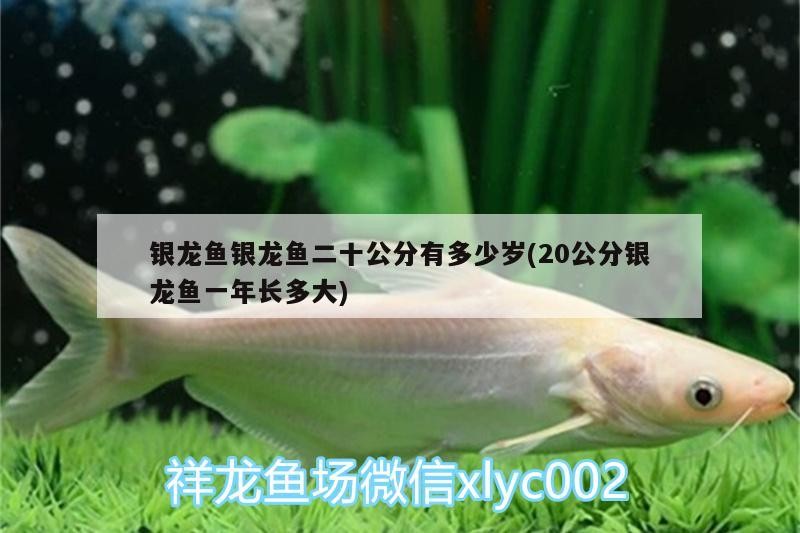 銀龍魚銀龍魚二十公分有多少歲(20公分銀龍魚一年長多大)