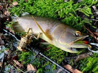 魟魚水位多少可以釣到：如何通過調整水位來釣到魟魚