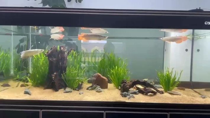 龍魚換水勤會怎么樣vs祥龍魚場：如何判斷龍魚健康狀態
