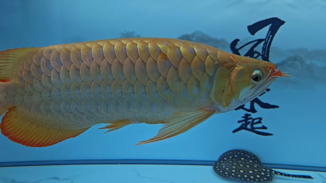 涼快了，食欲大增??