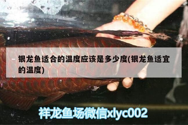 銀龍魚適合的溫度應該是多少度(銀龍魚適宜的溫度)