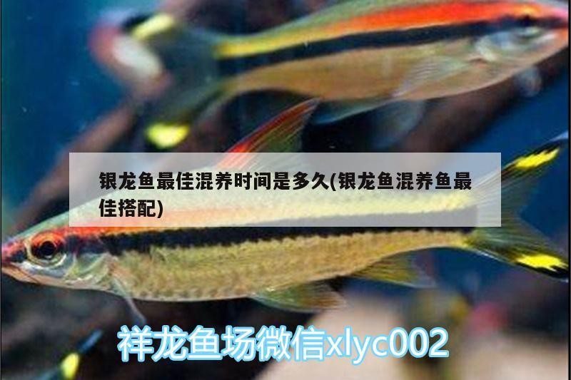 銀龍魚最佳混養(yǎng)時間是多久(銀龍魚混養(yǎng)魚最佳搭配)