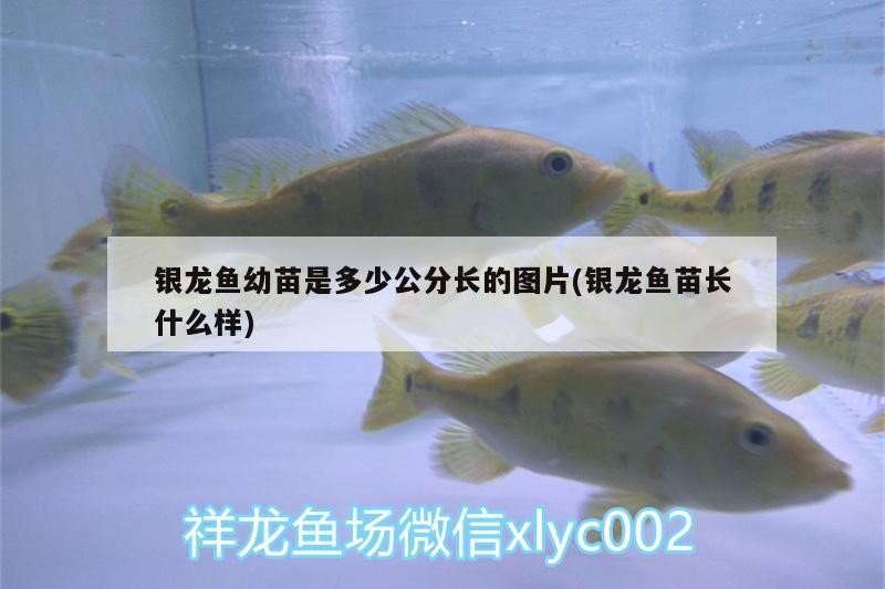 銀龍魚(yú)幼苗是多少公分長(zhǎng)的圖片(銀龍魚(yú)苗長(zhǎng)什么樣)