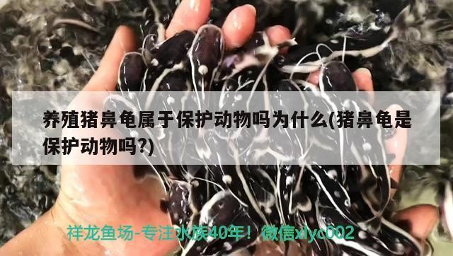 養(yǎng)殖豬鼻龜屬于保護動物嗎為什么(豬鼻龜是保護動物嗎?) 養(yǎng)殖豬鼻龜屬于保護動物嗎為什么(豬鼻龜是保護動物嗎?) 豬鼻龜百科