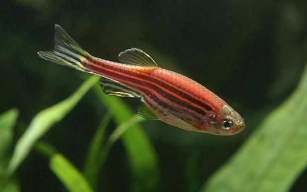 龍魚吊墜的寓意vs祥龍魚場：龍魚吊墜與祥龍魚場的關系