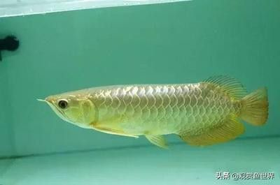龍魚側(cè)游是什么意思