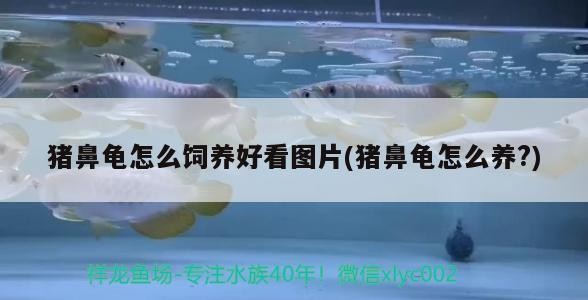 豬鼻龜怎么飼養好看圖片(豬鼻龜怎么養?)