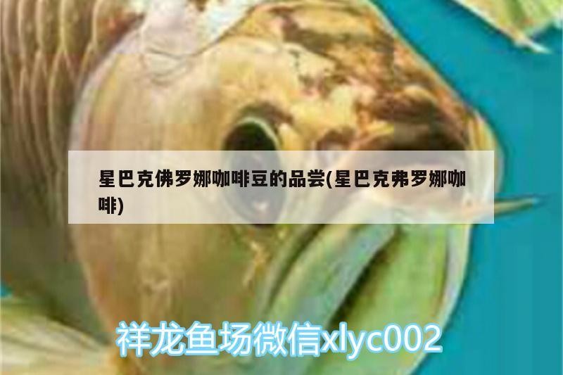 星巴克佛羅娜咖啡豆的品嘗(星巴克弗羅娜咖啡)