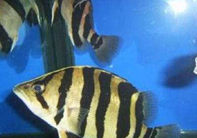 印尼虎魚不吃食能活多久：印尼虎魚不吃東西能活多久