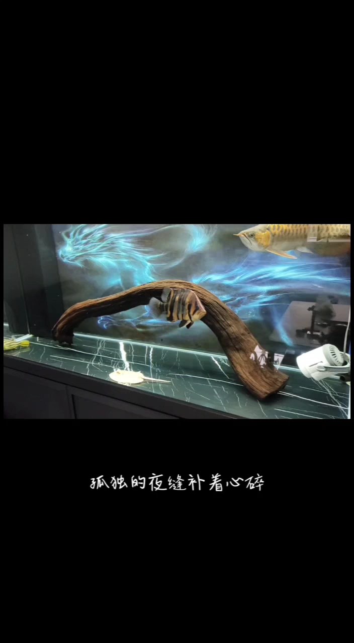 嘚瑟一下