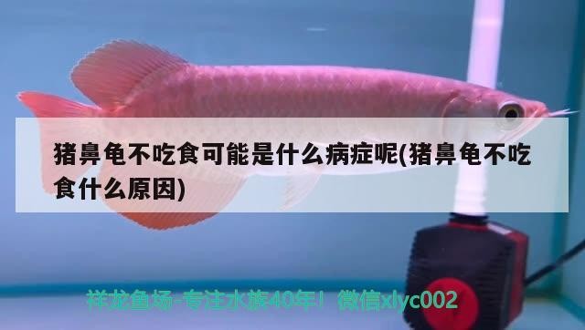 豬鼻龜不吃食可能是什么病癥呢(豬鼻龜不吃食什么原因)