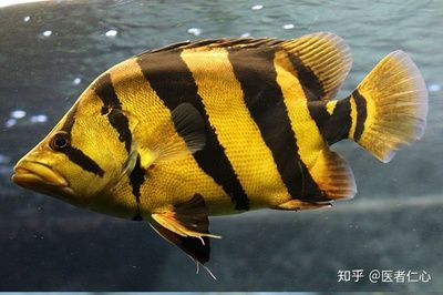 60公分魚缸用什么過濾：60公分的魚缸該如何選擇合適的過濾器？