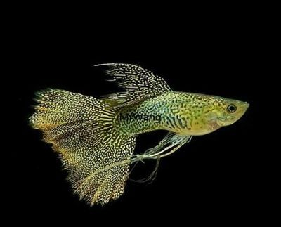 60公分魚缸用什么過濾：60公分的魚缸該如何選擇合適的過濾器？