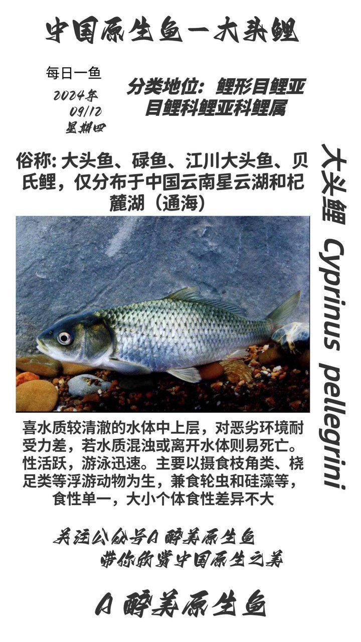 大頭鯉