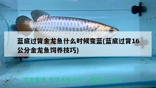 藍底過背金龍魚什么時候變藍(藍底過背16公分金龍魚飼養技巧)