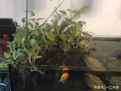 魚缸常見藻：如何清除魚缸里的藻類