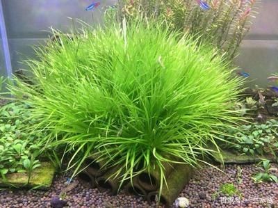 魚缸常見藻：如何清除魚缸里的藻類