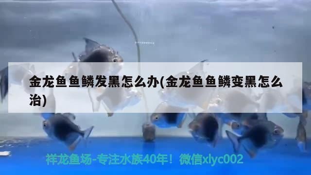 龍魚鱗片發黑怎么治vs祥龍魚場：如何預防龍魚鱗片發黑