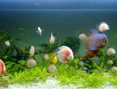 淡水哪里有賣魚缸的市場啊：淡水魚養(yǎng)殖的經(jīng)濟(jì)價(jià)值