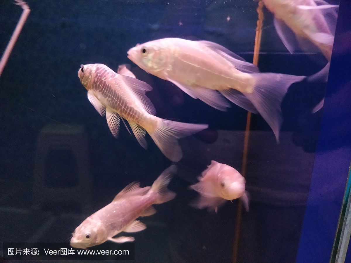 淡水哪里有賣魚缸的市場啊：淡水魚養(yǎng)殖的經(jīng)濟(jì)價(jià)值