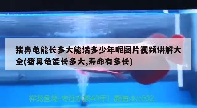 豬鼻龜能長多大能活多少年呢圖片視頻講解大全(豬鼻龜能長多大,壽命有多長)