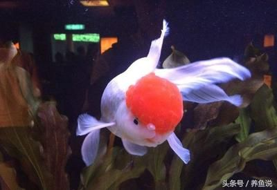 大型魚缸壽命：大型魚缸的壽命與其材質、維護情況以及使用環境等因素密切相關