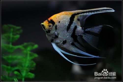 龍魚外寄vs祥龍魚場：“龍魚外寄”和“祥龍魚場”對比龍魚市場價格趨勢