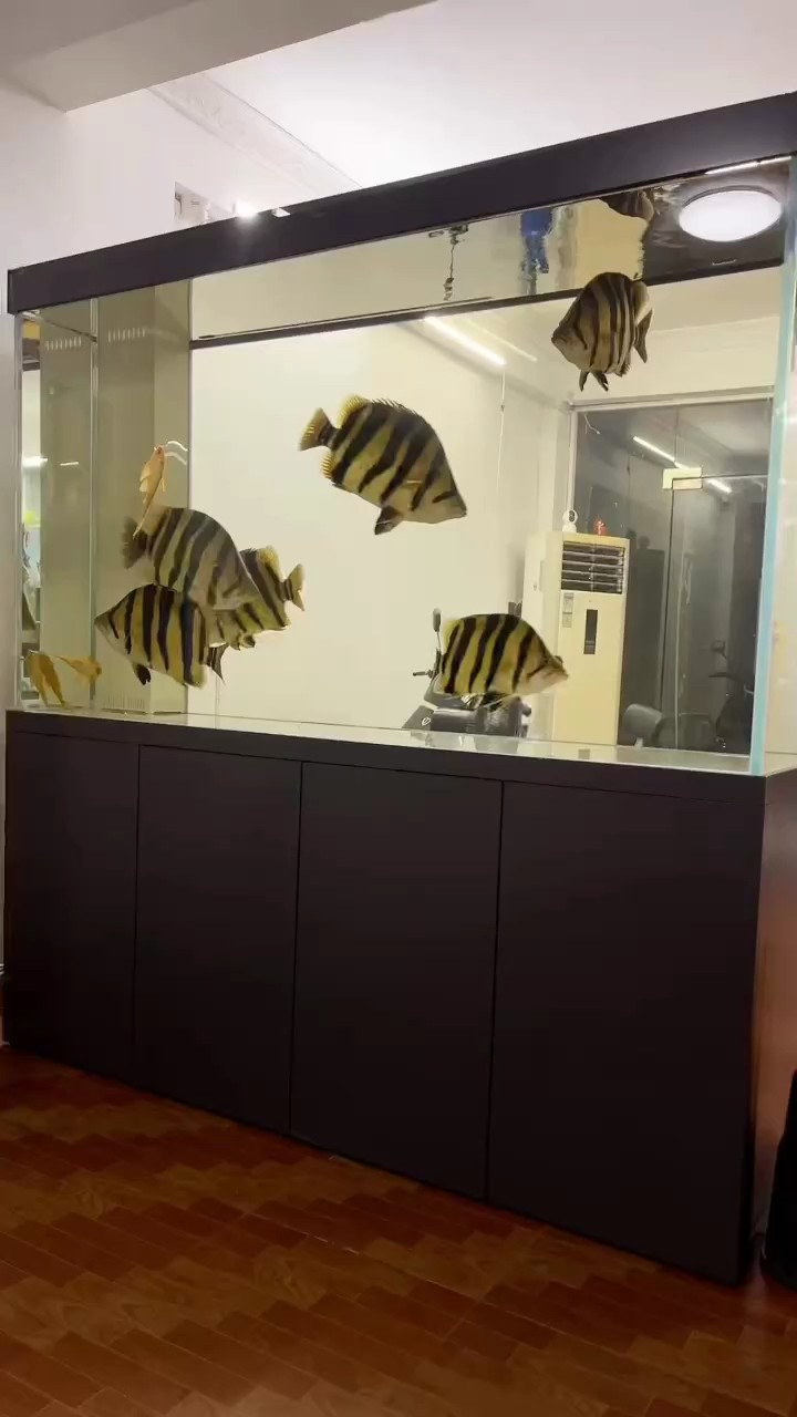 哪些觀賞魚自愈能力較強，自愈能力較強的幾類觀賞魚