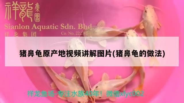 豬鼻龜原產地視頻講解圖片(豬鼻龜的做法)