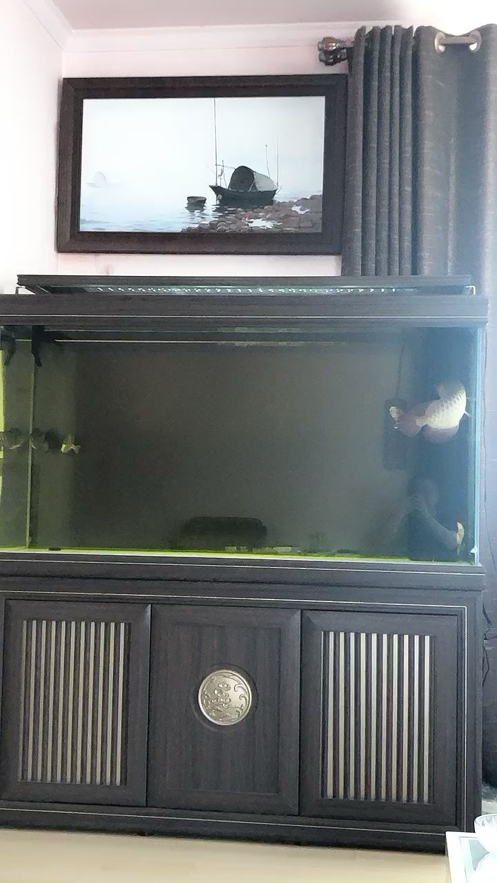 柘城縣曹青峰觀賞魚銷售店