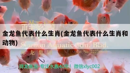 紅龍魚代表什么動物生肖：紅龍魚在風水中通常被認為是屬龍的生肖蛇和生肖蛇相沖嗎