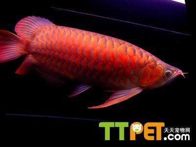 紅龍魚(yú)怎么看：紅龍魚(yú)怎么看詳情