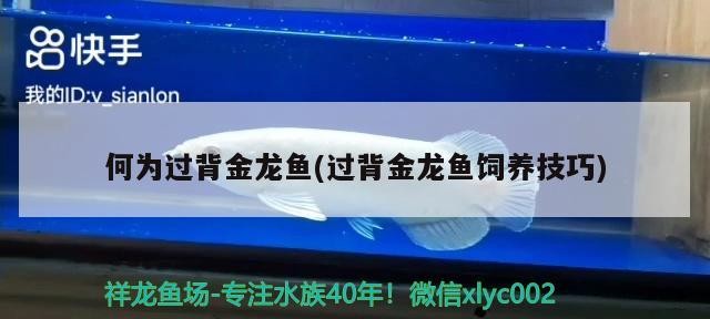 何為過背金龍魚(過背金龍魚飼養技巧)