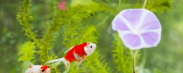 魟魚換水用什么水管：為魟魚換水時可以選擇普通的水管，[需手動填充]魚換水用什么水管