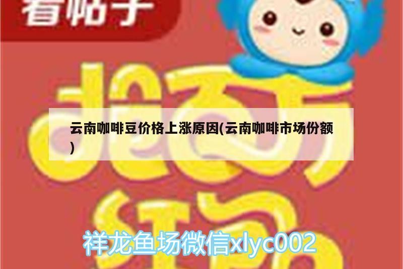 云南咖啡豆價格上漲原因(云南咖啡市場份額)