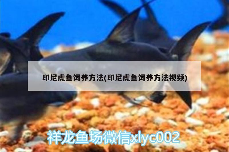 印尼虎魚飼養方法(印尼虎魚飼養方法視頻)