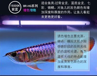 龍魚長(zhǎng)度是怎么算的：如何計(jì)算龍魚的長(zhǎng)度