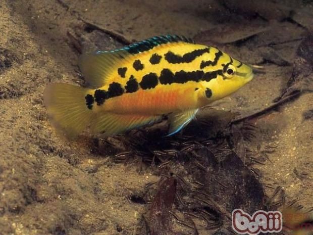 觀賞魚治病時可以喂食嗎（水族箱生態系統的構建與維護）