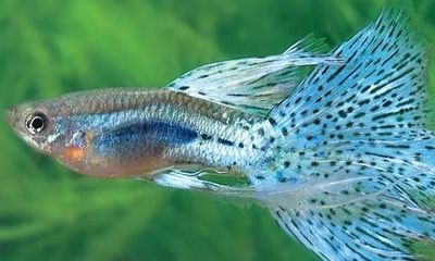 觀(guān)賞魚(yú)治病時(shí)可以喂食嗎（水族箱生態(tài)系統(tǒng)的構(gòu)建與維護(hù)）