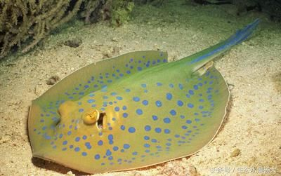 魟魚 尾巴：魟魚尾巴上有毒的刺，游客在海灘戲水時發現不遠處有一群魟魚