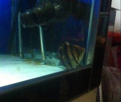 太原龍魚vs祥龍魚場（太原市購買龍魚的價格比其他地區稍微貴一些，祥龍魚場可能是更好的選擇）