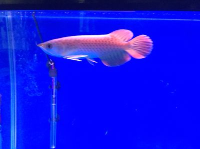 太原龍魚vs祥龍魚場（太原市購買龍魚的價格比其他地區稍微貴一些，祥龍魚場可能是更好的選擇）