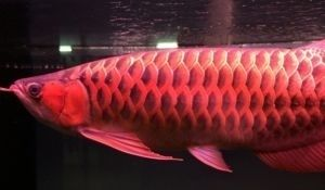 太原龍魚vs祥龍魚場（太原市購買龍魚的價格比其他地區稍微貴一些，祥龍魚場可能是更好的選擇）