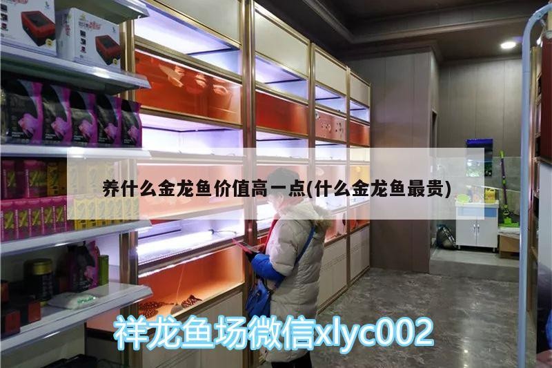 養什么金龍魚價值高一點(什么金龍魚最貴)