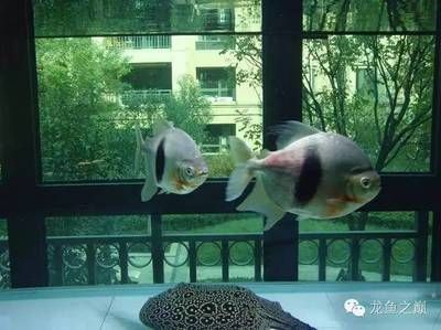魟魚可以用鹽嗎怎么養(yǎng)：魟魚可以用鹽嗎