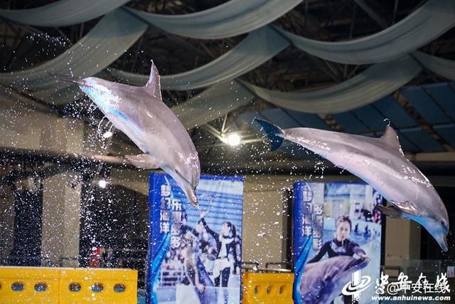 合肥水族館vs祥龍魚場（合肥水族館與祥龍魚場的區別）