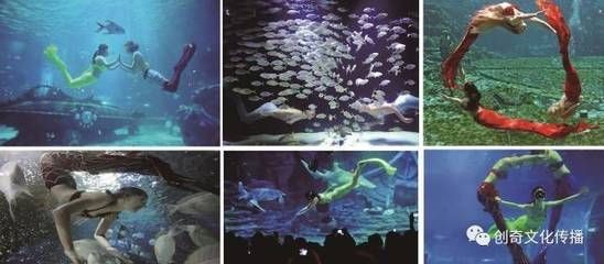 隨州水族館vs祥龍魚場（探討隨州水族館與祥龍魚場之間的差異之前我們需要明確兩者的基本信息和特點）
