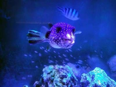 隨州水族館vs祥龍魚場（探討隨州水族館與祥龍魚場之間的差異之前我們需要明確兩者的基本信息和特點）