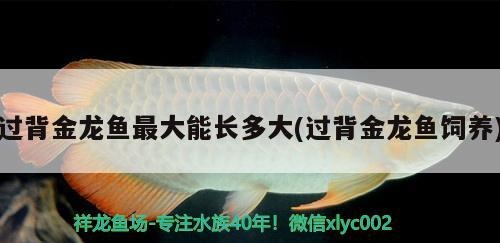 過(guò)背金龍魚(yú)最大能長(zhǎng)多大(過(guò)背金龍魚(yú)飼養(yǎng))